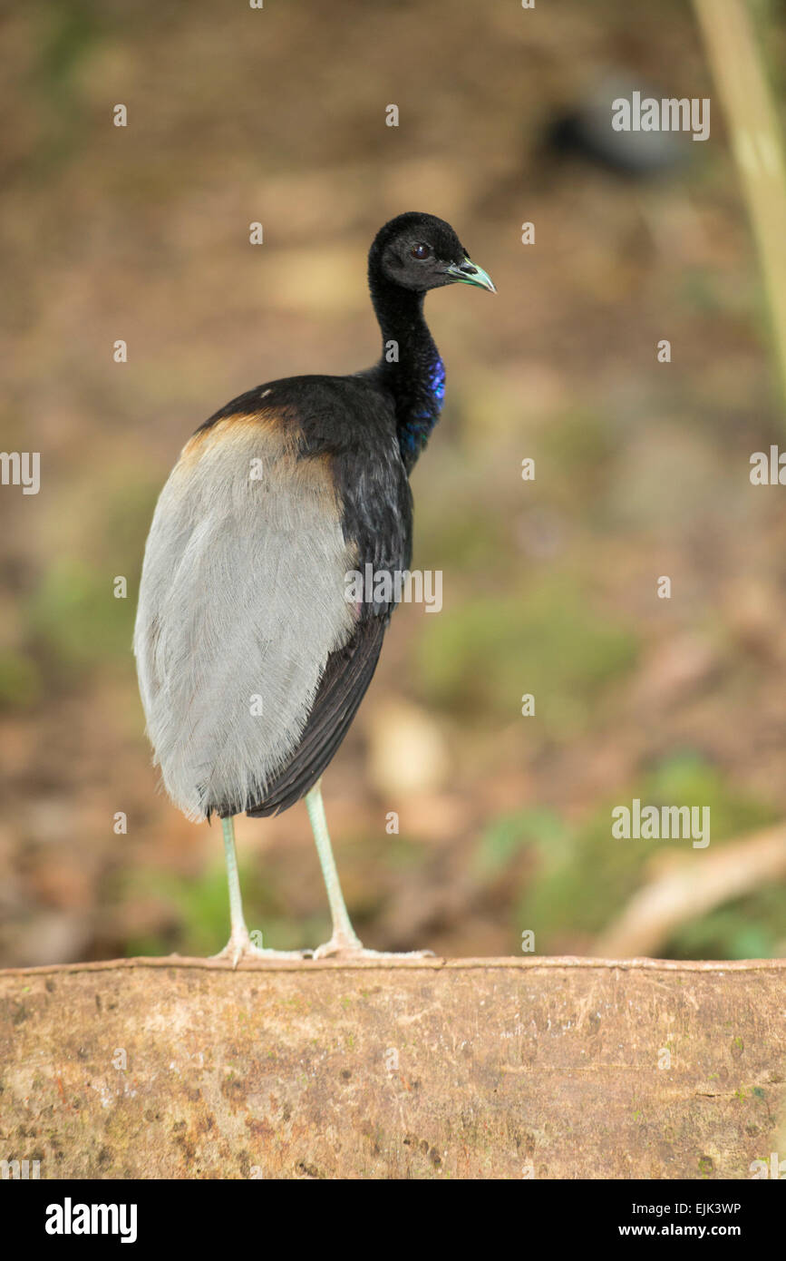 Grau-winged Trompeter (Psophia Crepitans), Brownsberg Natur Reserve, Suriname Stockfoto