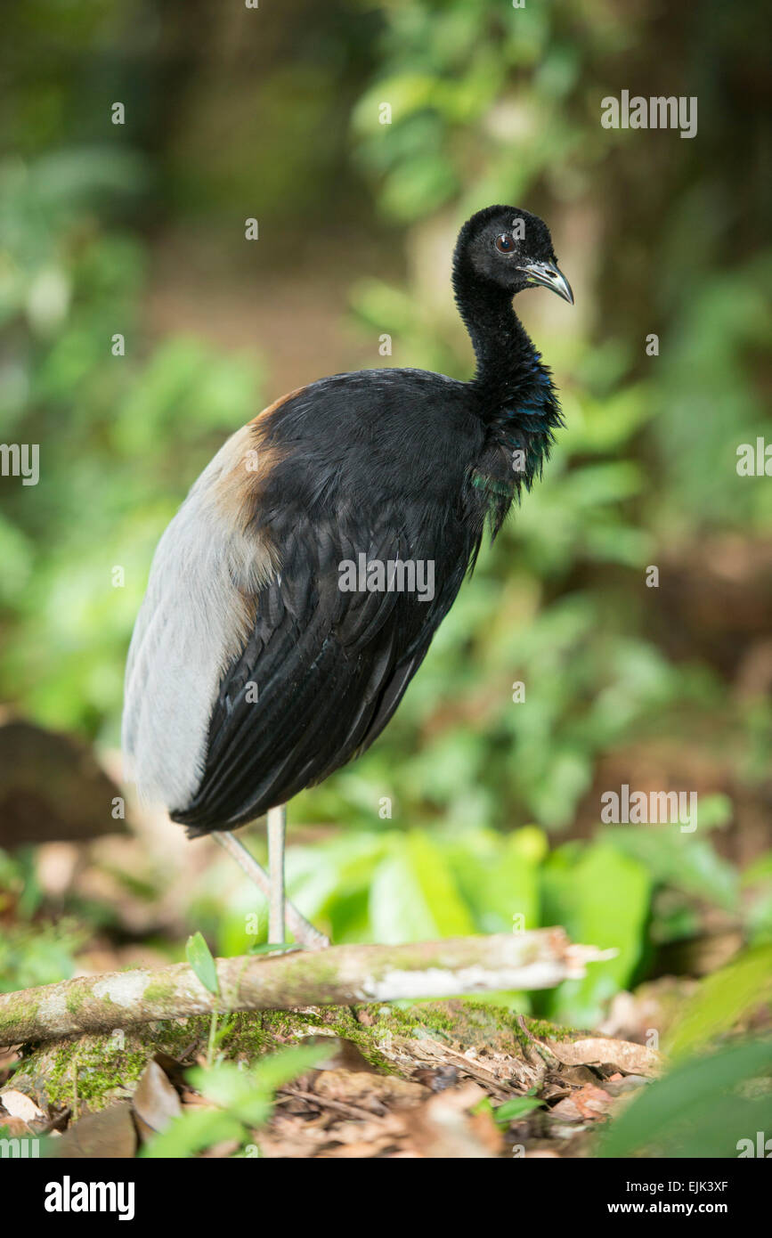 Grau-winged Trompeter (Psophia Crepitans), Brownsberg Natur Reserve, Suriname Stockfoto