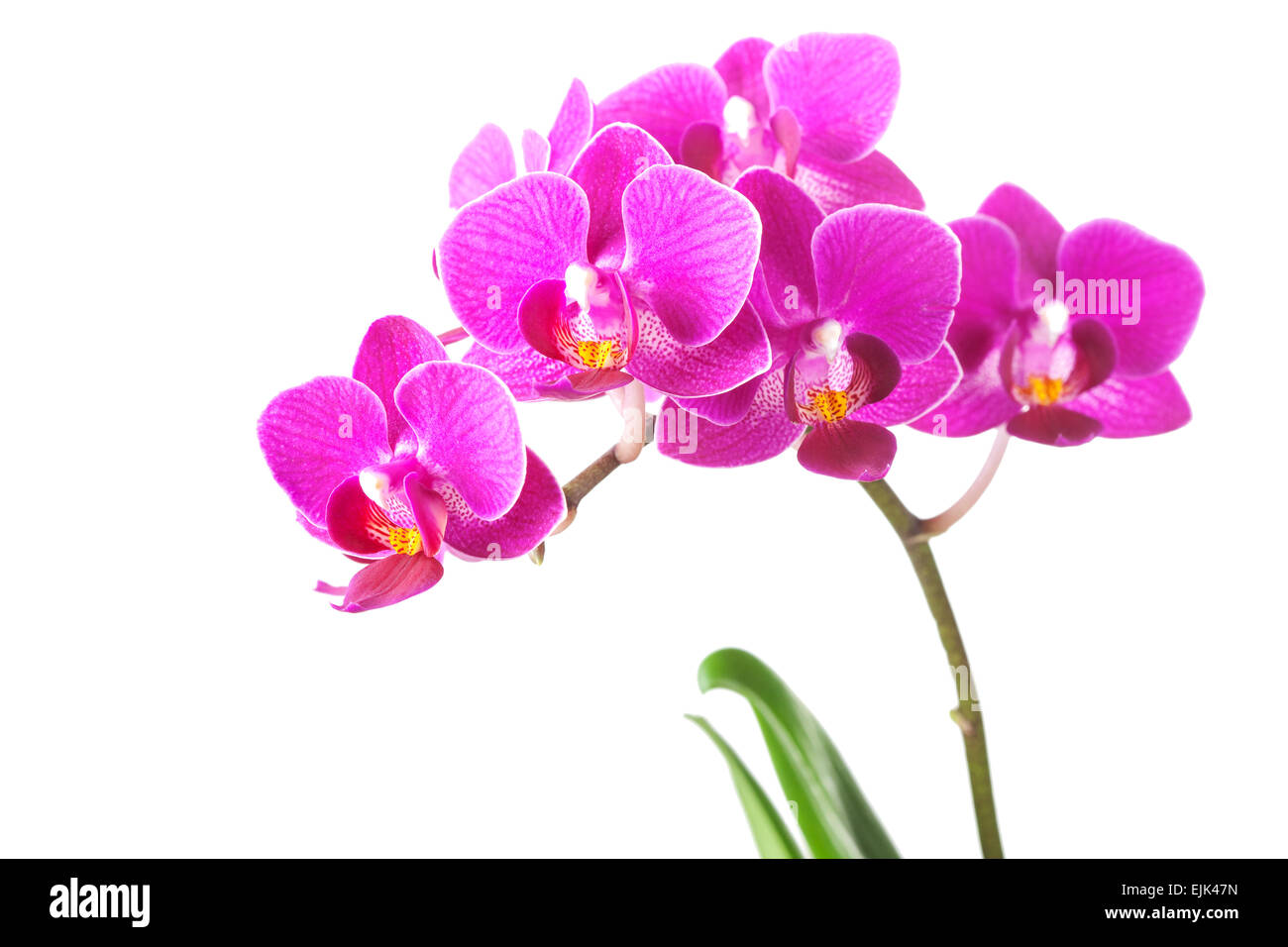 Rosa Dendrobium Orchidee blüht auf weißen Hintergrund isoliert Stockfoto