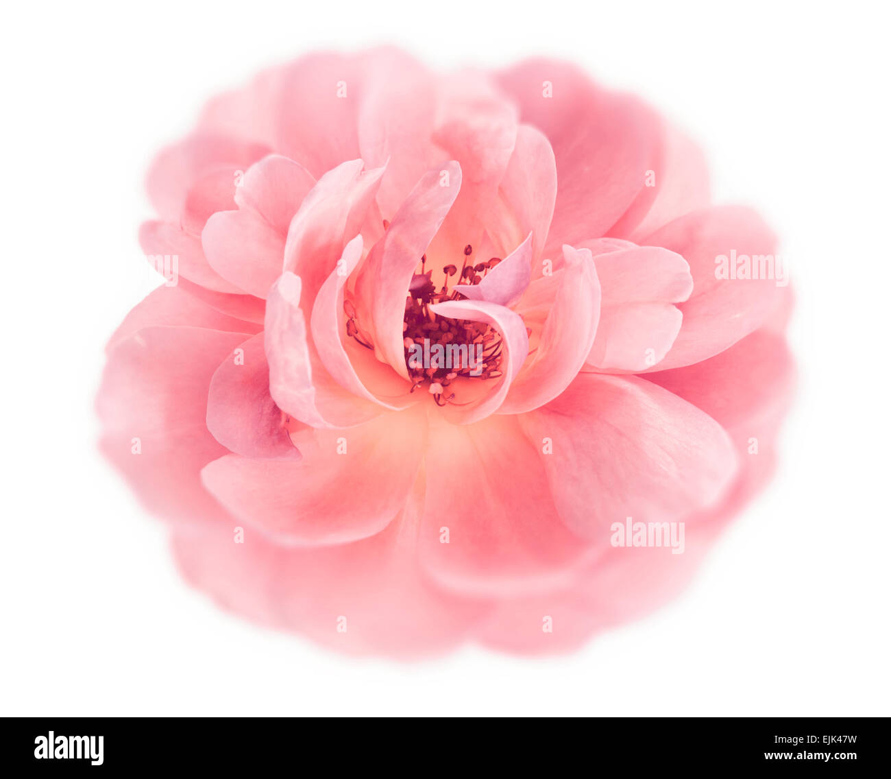 Pfirsich pink Garten rose Blume auf einer rein weißen Hintergrund isoliert Stockfoto