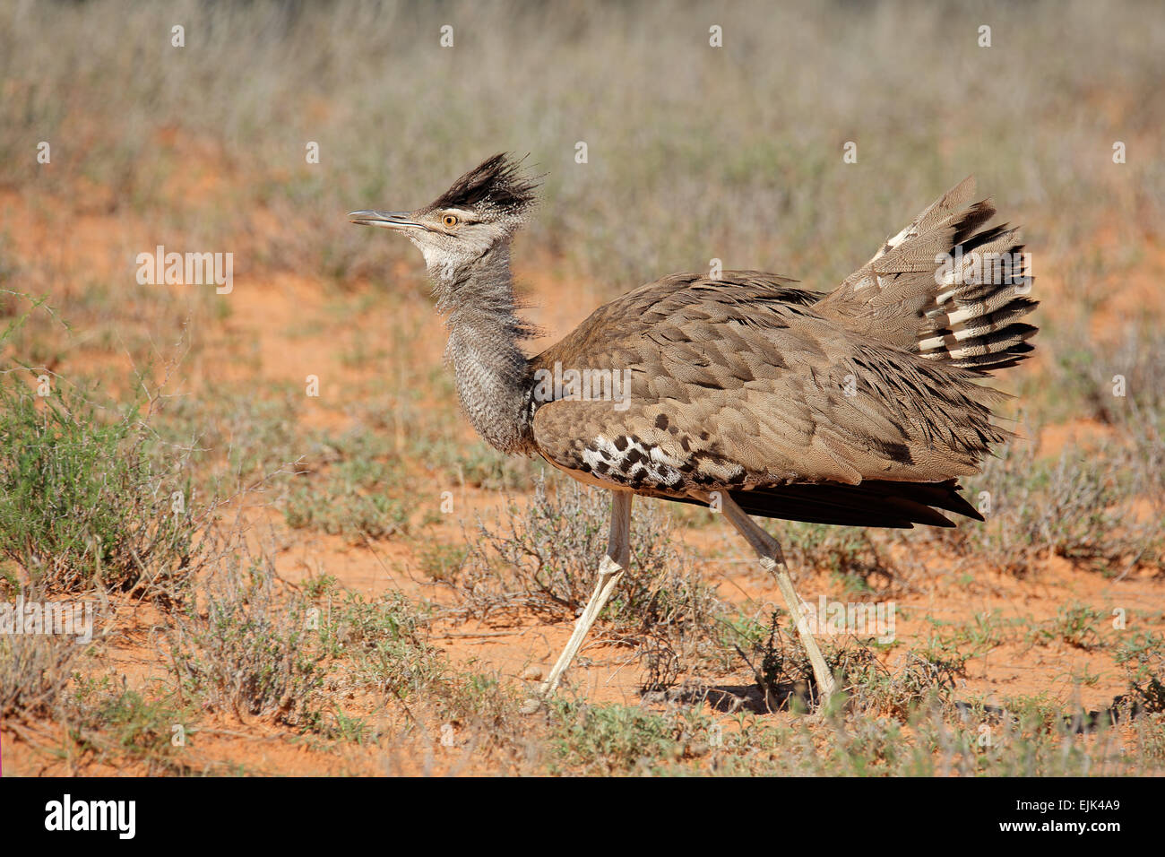 Männliche Kori Bustard (Ardeotis Kori) anzeigen, Kalahari-Wüste, Südafrika Stockfoto