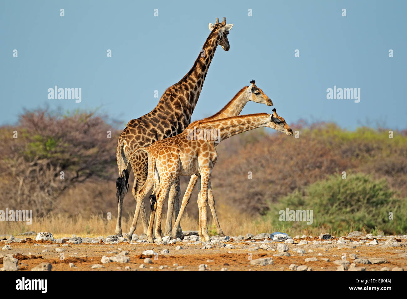 Giraffen (Giraffa Camelopardalis) im natürlichen Lebensraum, Etosha National Park, Namibia Stockfoto