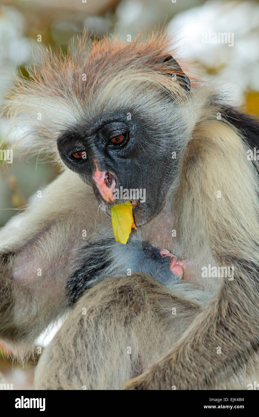 Zanzibar roten Colobus Affen (Procolobus Kirkii) mit Baby, Jozani Forest, Zanzibar Stockfoto