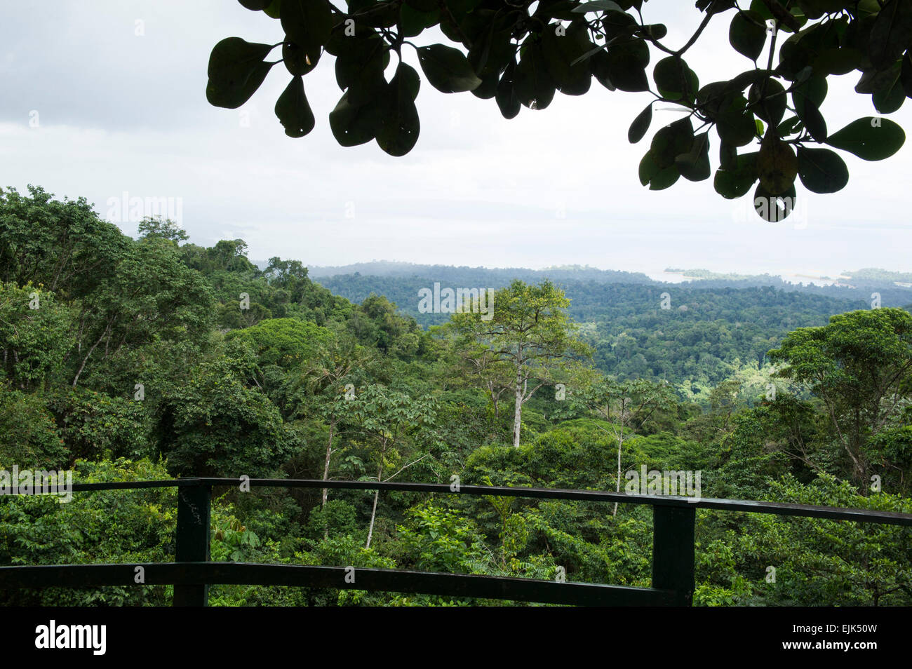 Blick über den Regenwald und Brokopondo Vorratsbehälter, Brownsberg Naturreservat, Suriname Stockfoto