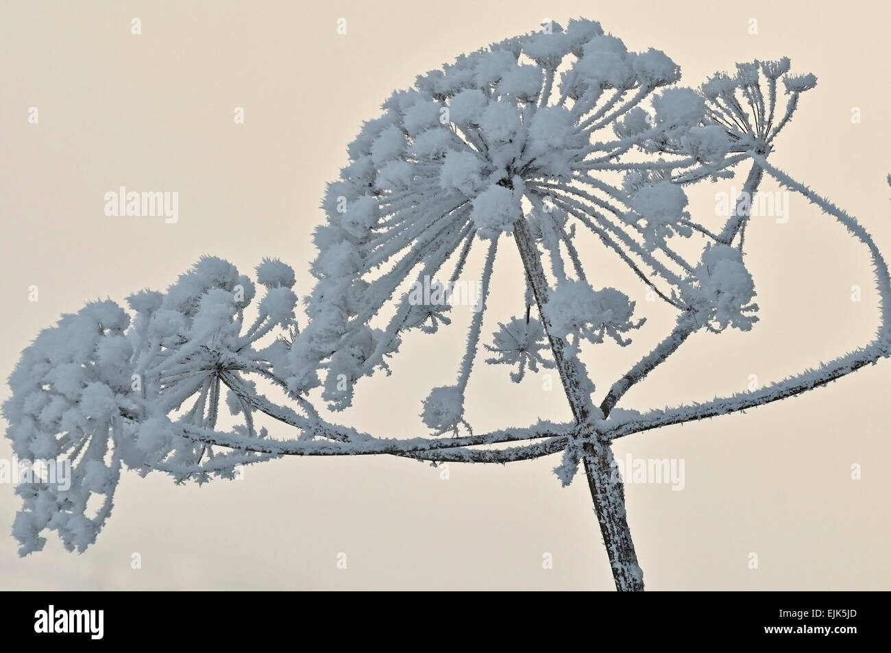 getrockneter Bärenklau mit Schnee drauf Stockfoto