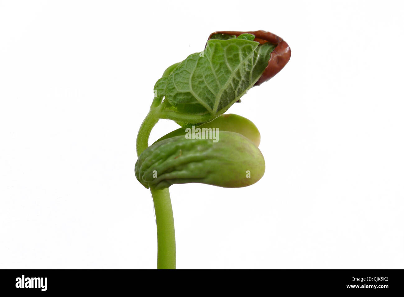 wachsenden Sämling von roten Bohnen Stockfoto