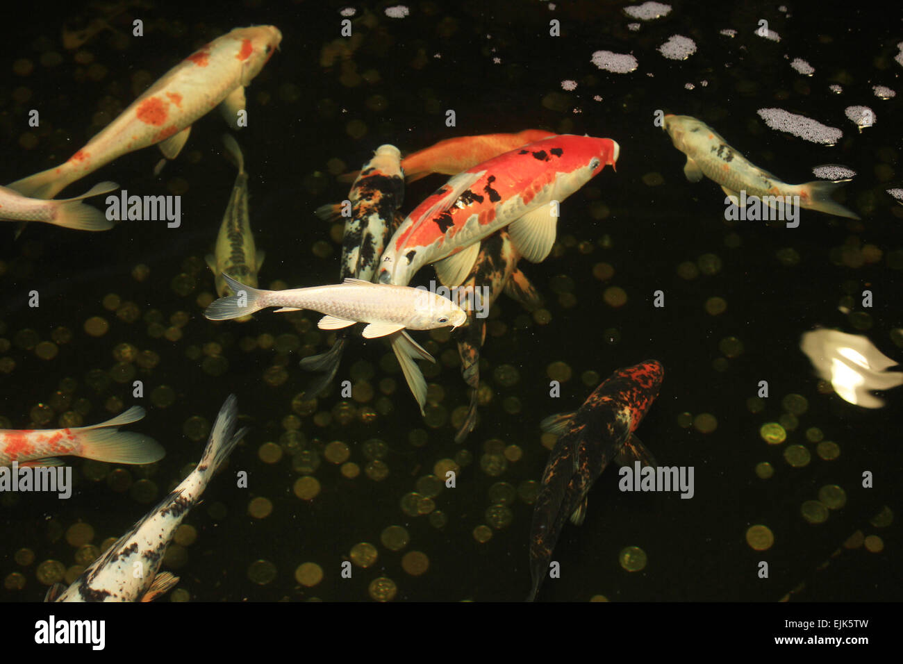 5 Stck Knstliche Koi Karpfen Fische  Realistische PVC Schwimmfische Fr  Aquarium, Teich & Gartenteich