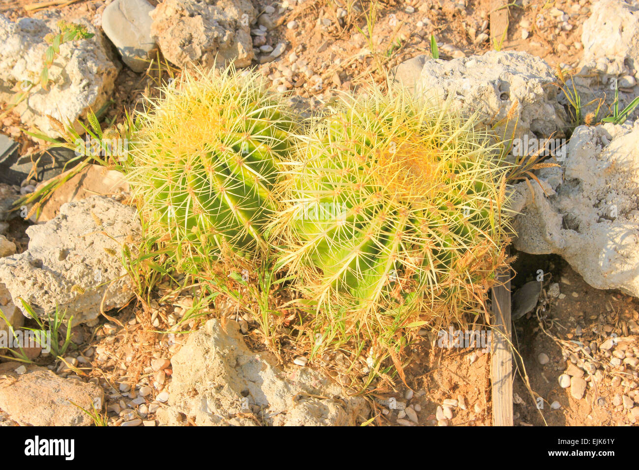 Close-up runder Kaktus mit langen Dornen in Braun Flower Pot  Stockfotografie - Alamy