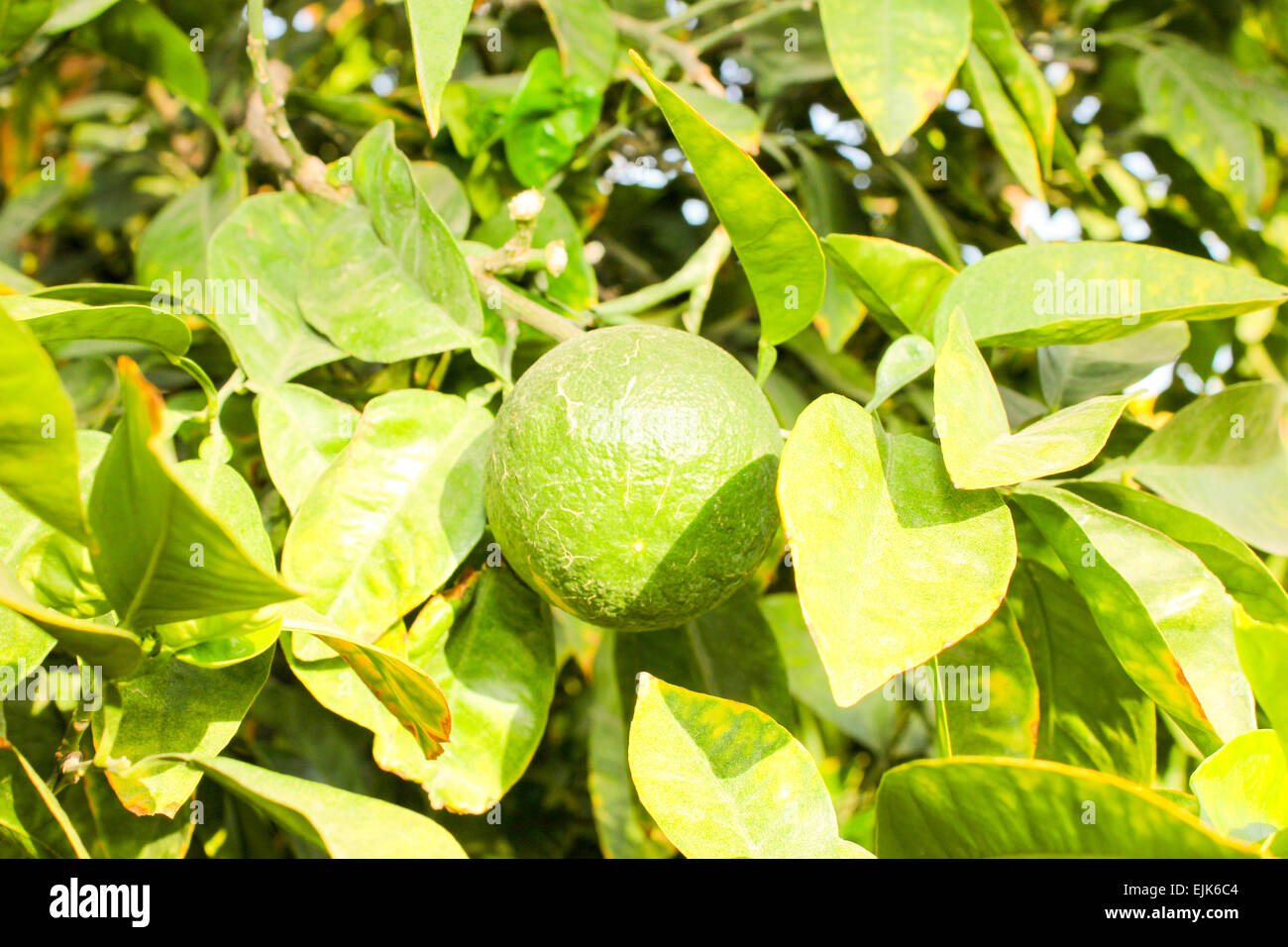 Grüne unreife Orange Frucht auf einem Ast. Orangengarten. Orangenbäume mit Früchten auf der Plantage. Stockfoto