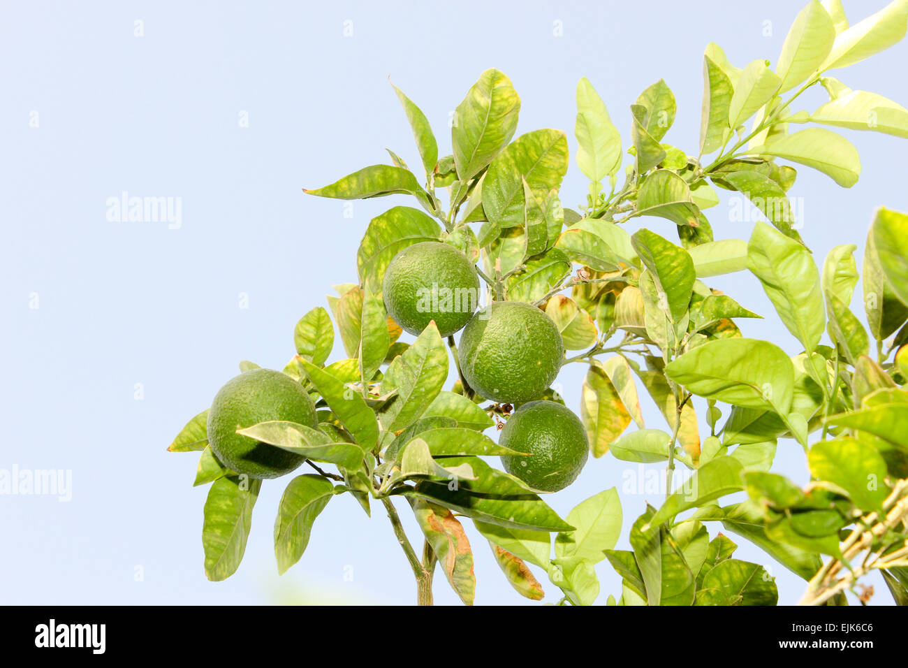 Grüne unreife Orange Frucht auf einem Ast. Orangengarten. Orangenbäume mit Früchten auf der Plantage. Stockfoto
