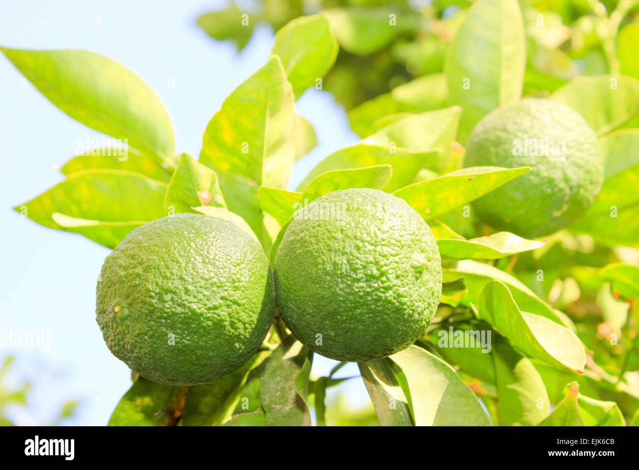 Grüne unreife Orange Frucht auf einem Ast. Orangengarten. Orangenbäume mit Früchten auf der Plantage. Stockfoto
