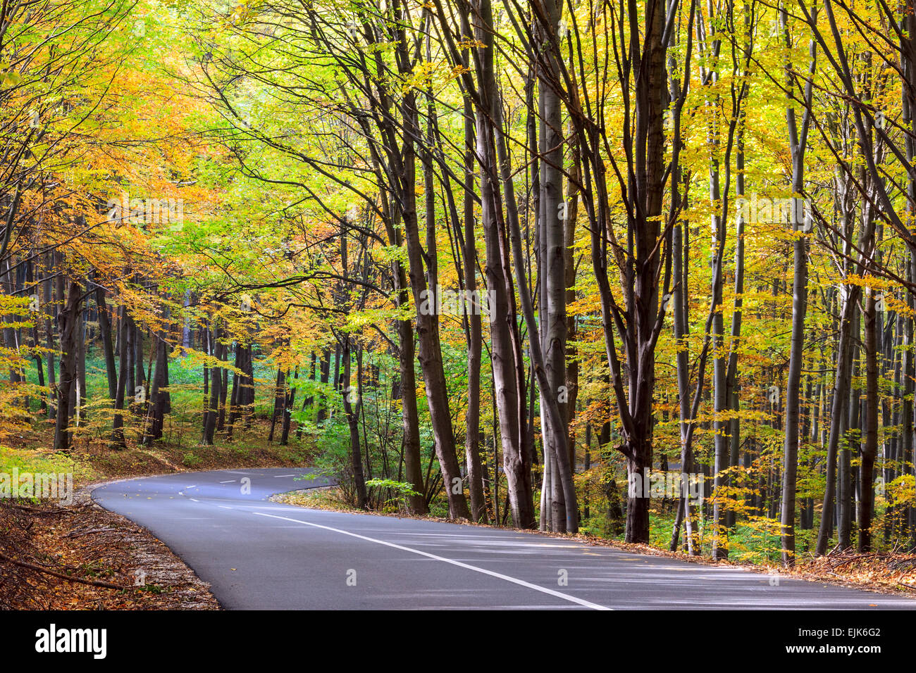 Straße im herbstlichen Wald. Herbstliche Landschaft in Ungarn Stockfoto