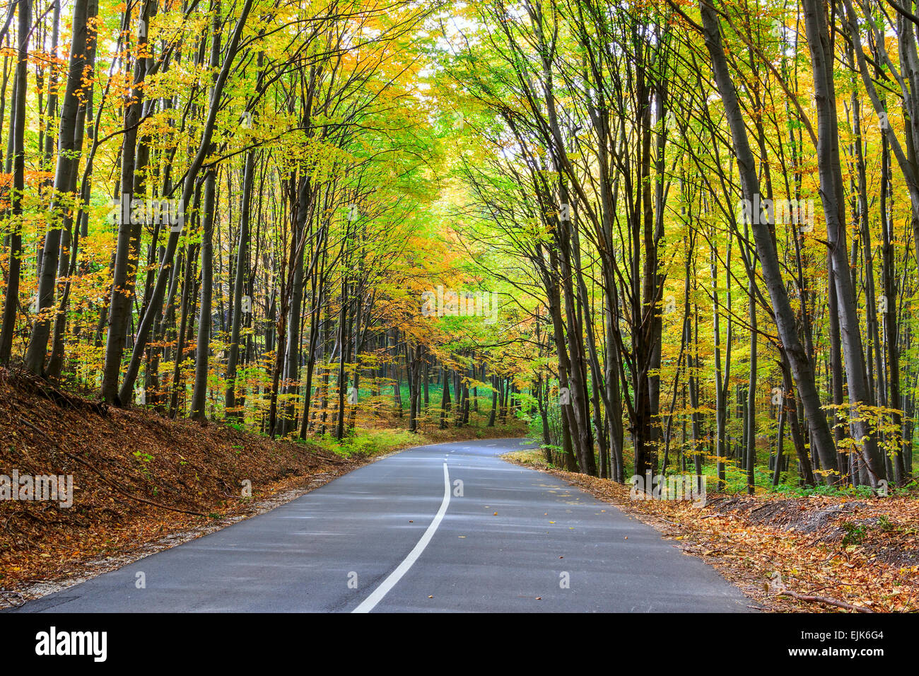 Straße im herbstlichen Wald. Herbstliche Landschaft in Ungarn Stockfoto