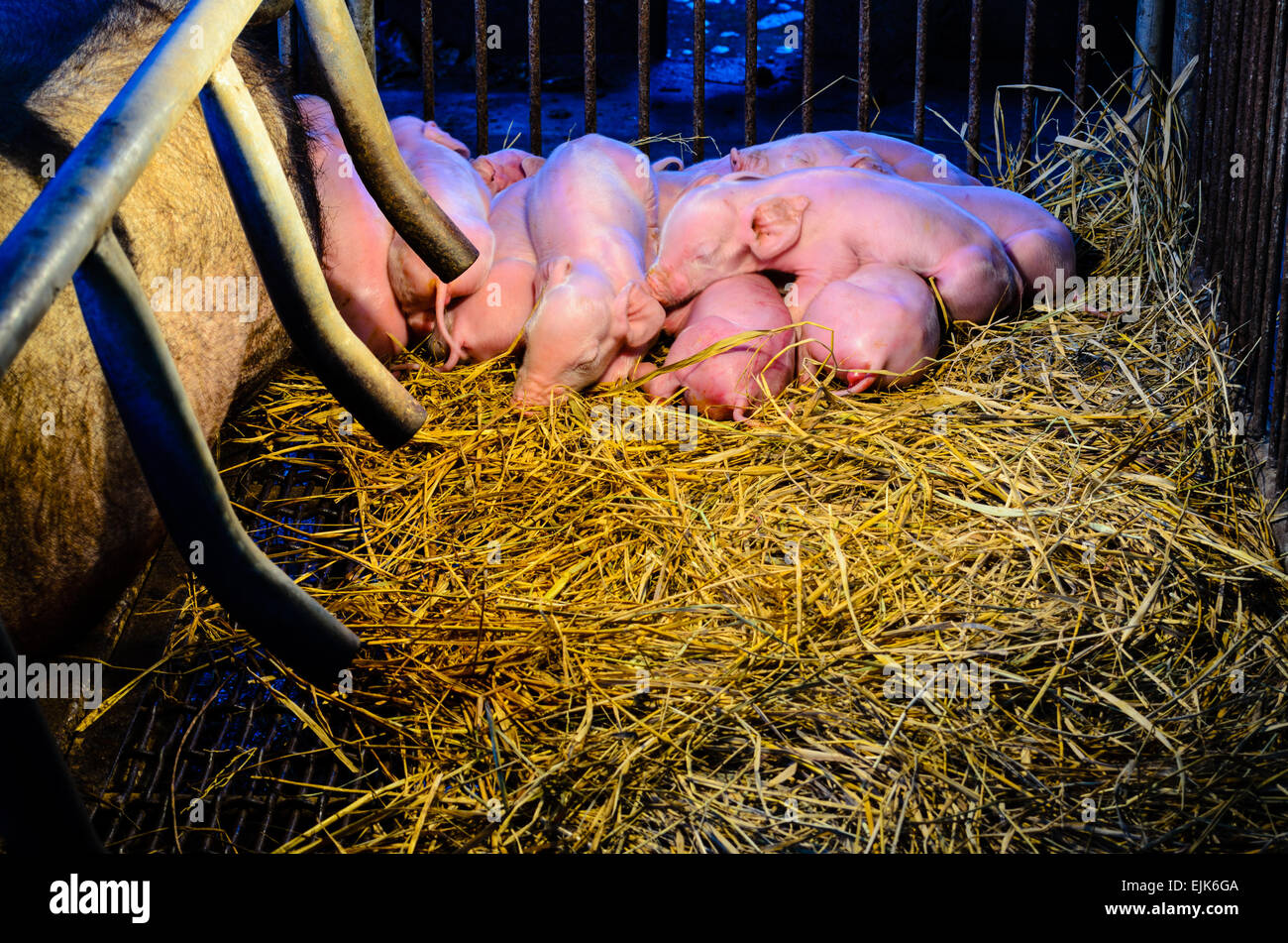 Neugeborene Schweine schlafen gemeinsam auf dem Stroh neben seiner Mutter in der Nacht unter dem Licht, die Wärme in ländlichen Bauernhof von Th Stockfoto
