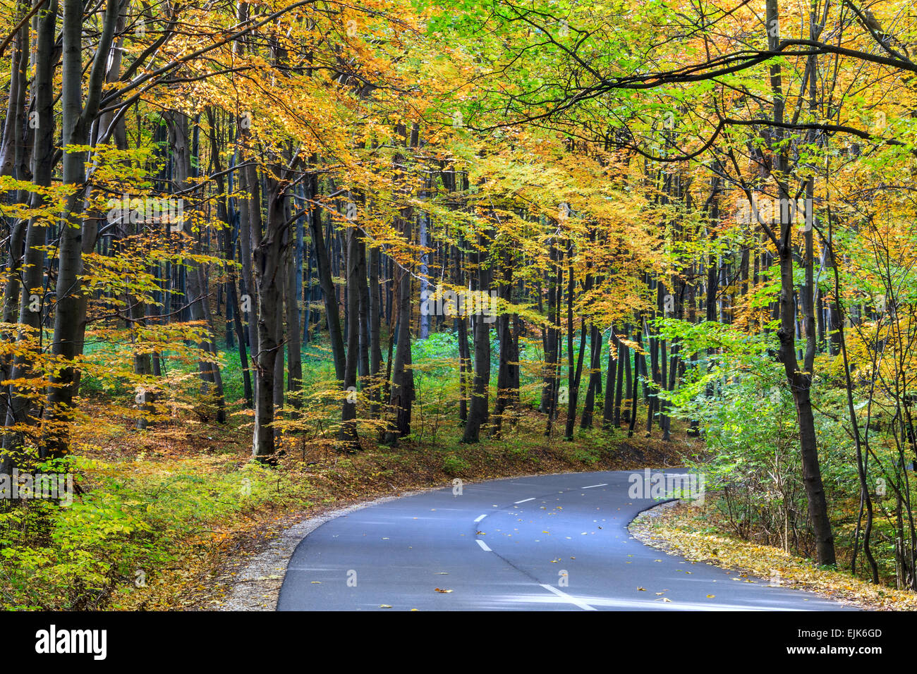 Straße im herbstlichen Wald. Herbstliche Landschaft in Ungarn Stockfoto