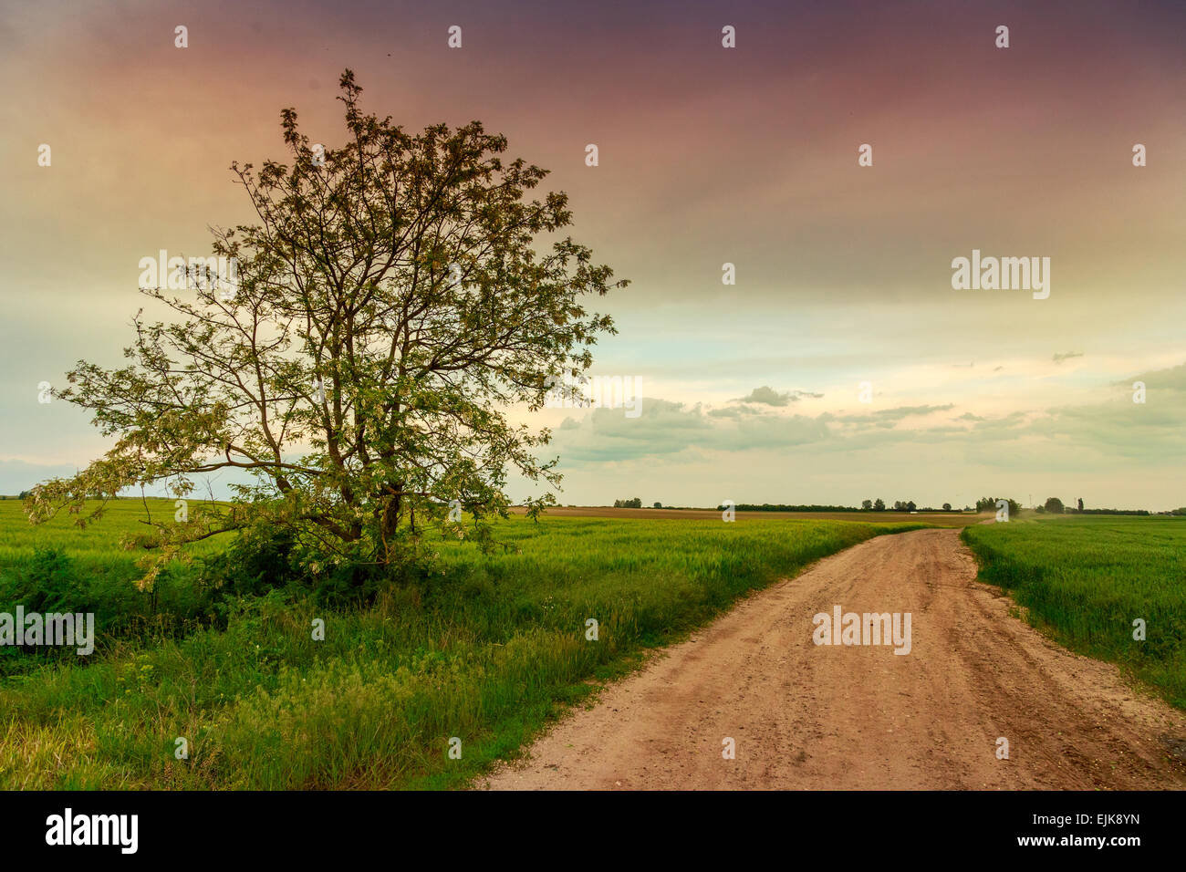 Sommerlandschaft mit grünem Rasen, Straße und Wolken in Ungarn Stockfoto