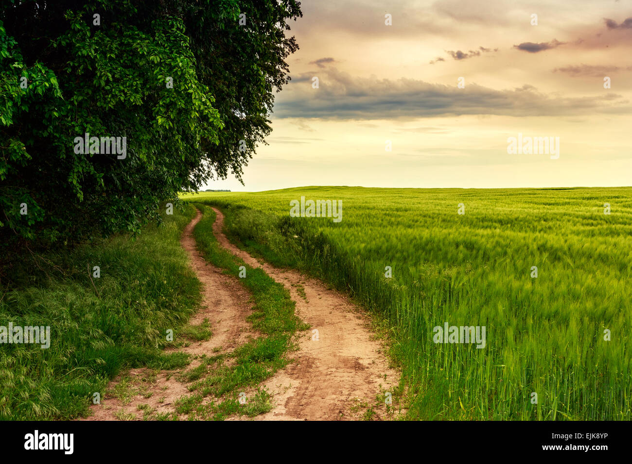 Sommerlandschaft mit grünem Rasen, Straße und Wolken in Ungarn Stockfoto