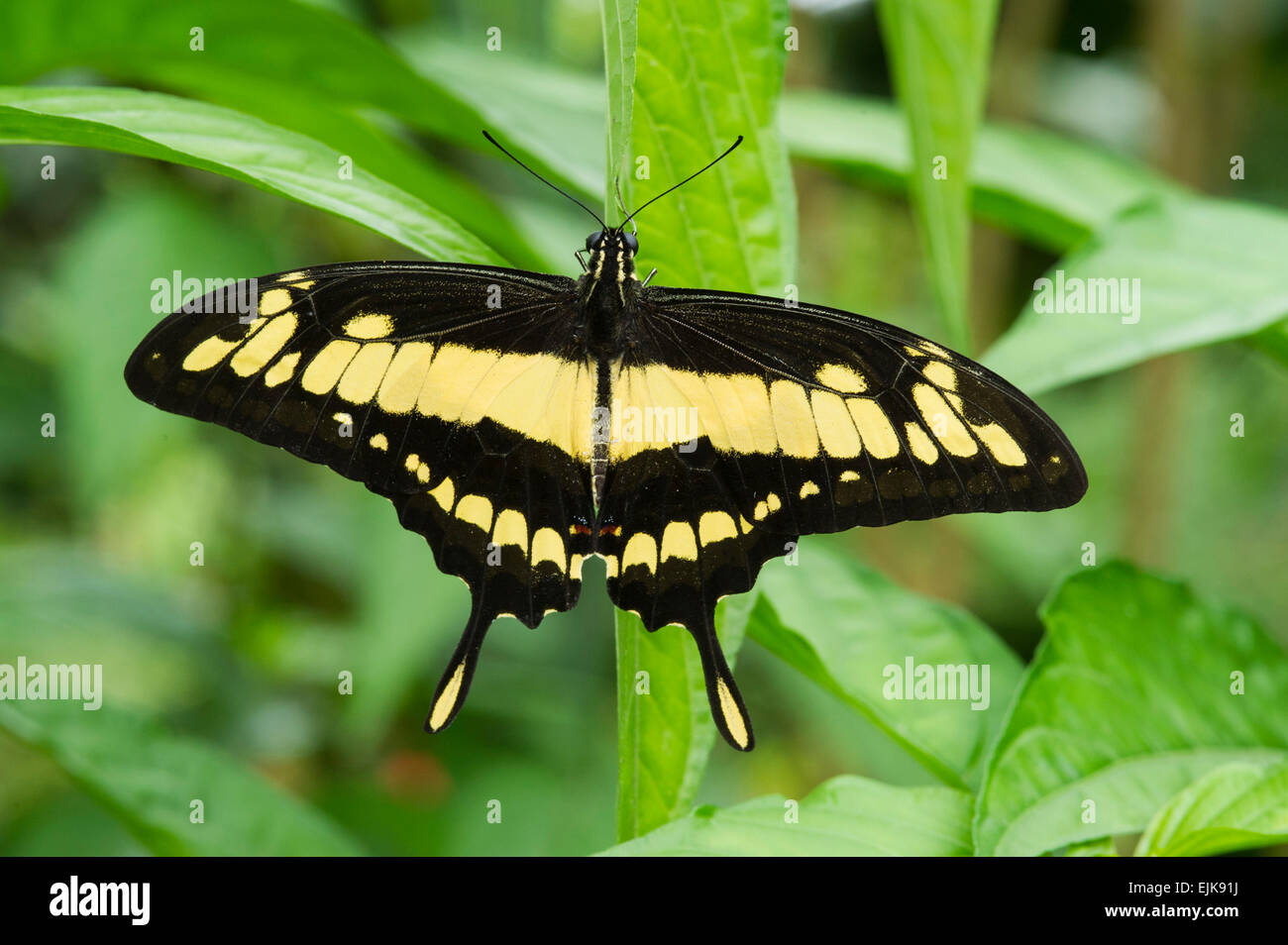 König, Schwalbenschwanz, Heraclides Thoas, neotropische Schmetterlingspark, Suriname Stockfoto