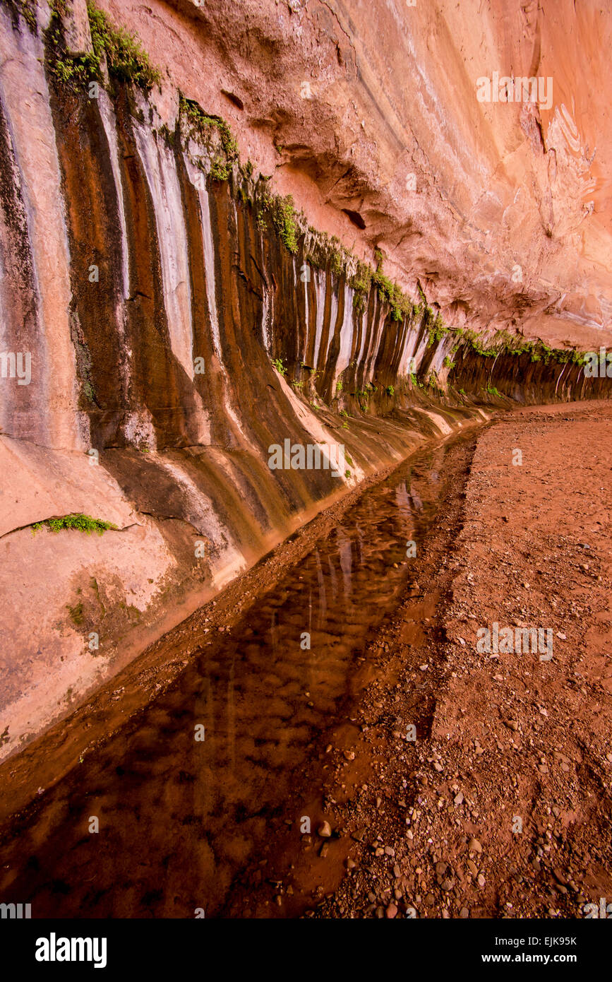 Grundwasser sickert durch Brüche in den Canyonwänden Sandstein dieser Linie Coyote Gulch. Wo gibt es Wasser Leben gedeiht. Stockfoto