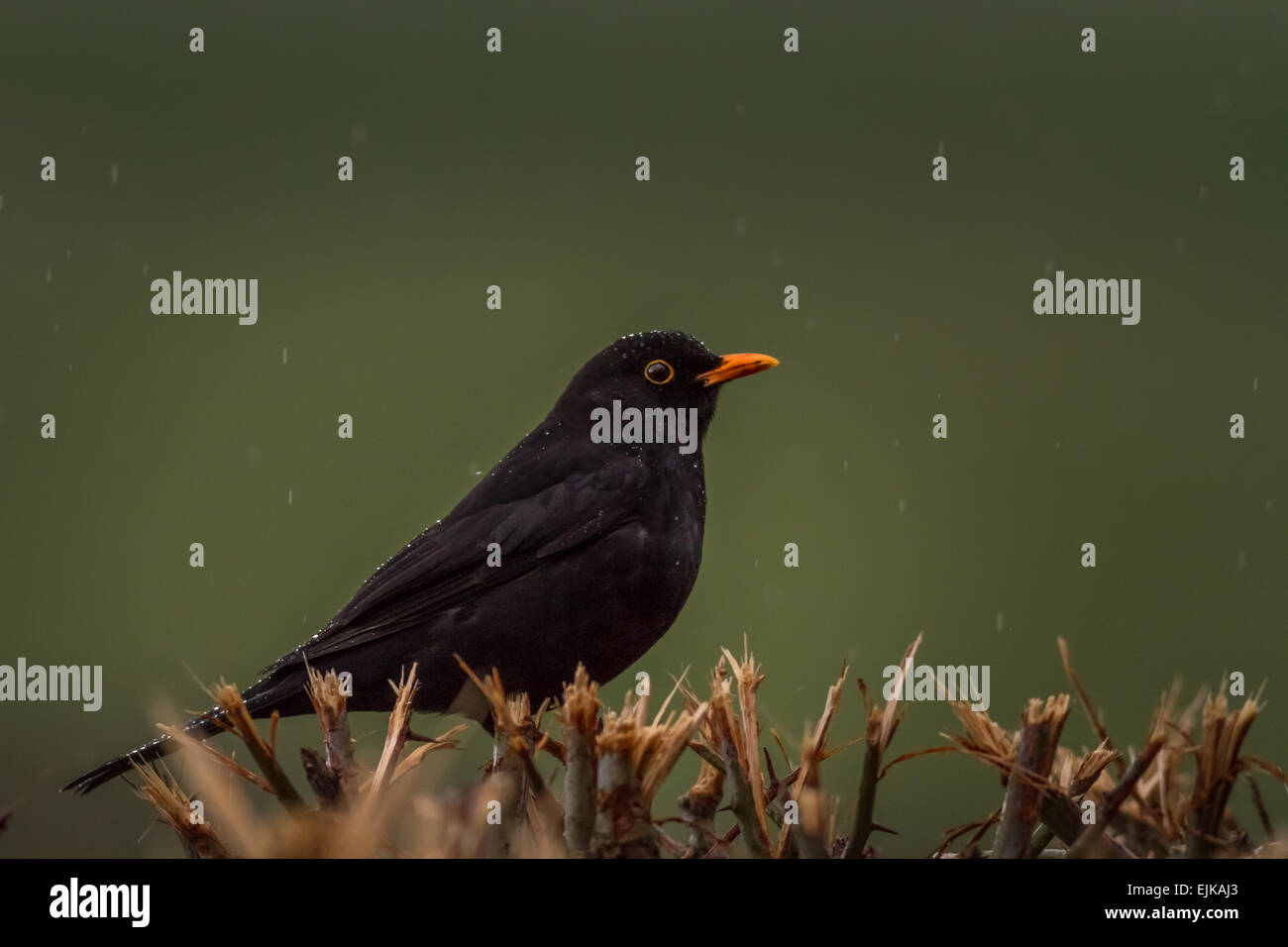 Regen auf eine Amsel in einer Hecke, Yorkshire, Großbritannien Stockfoto