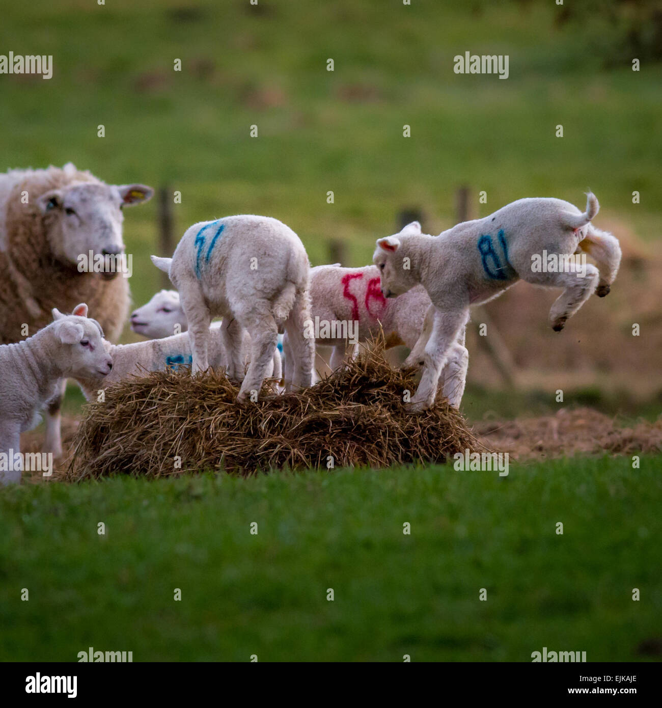 Niedlich Bauernhof Tiere: Die Freuden der Frühling - springende Lämmer im Frühling, Großbritannien Stockfoto