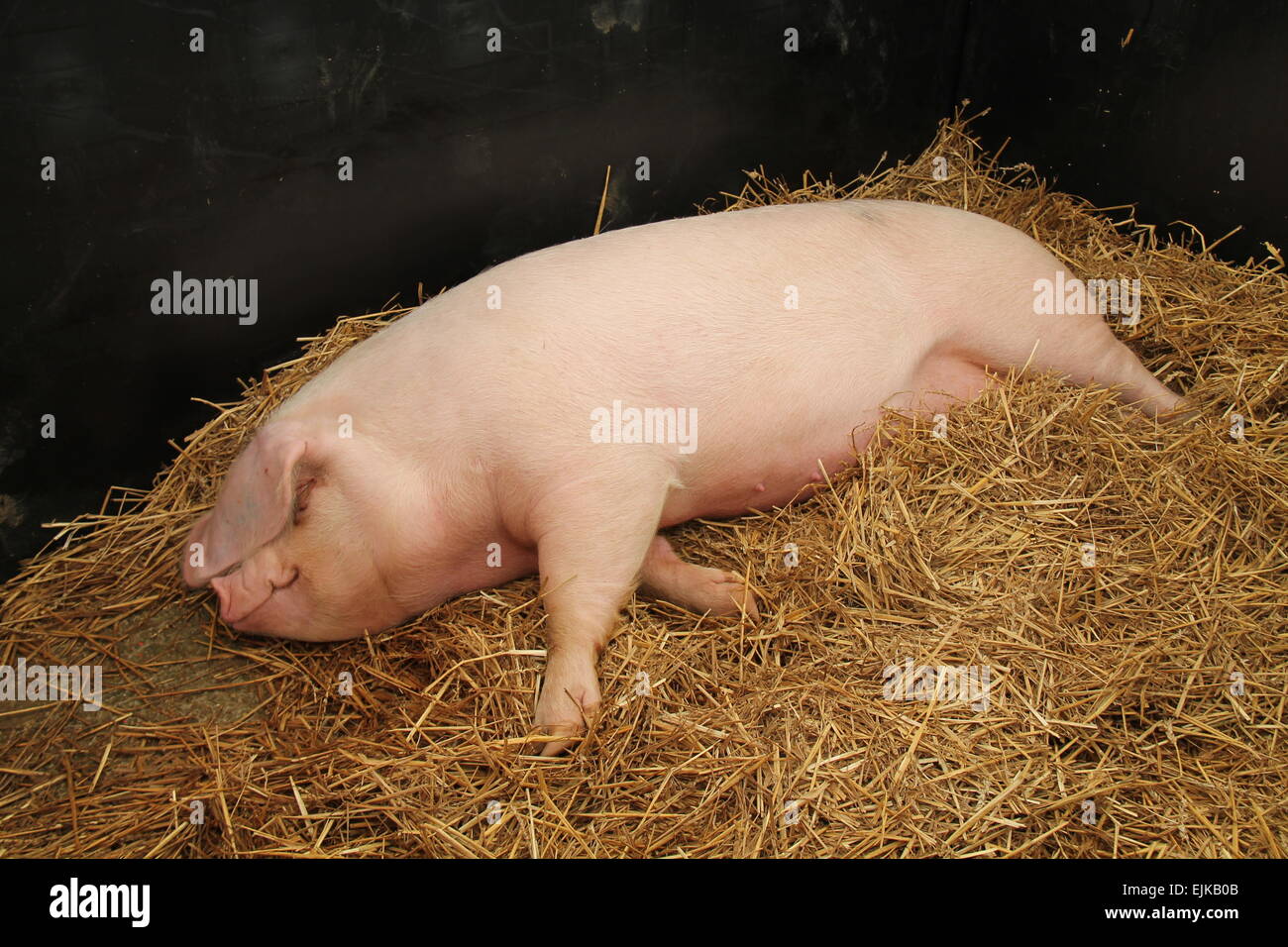 Bett schwein -Fotos und -Bildmaterial in hoher Auflösung – Alamy