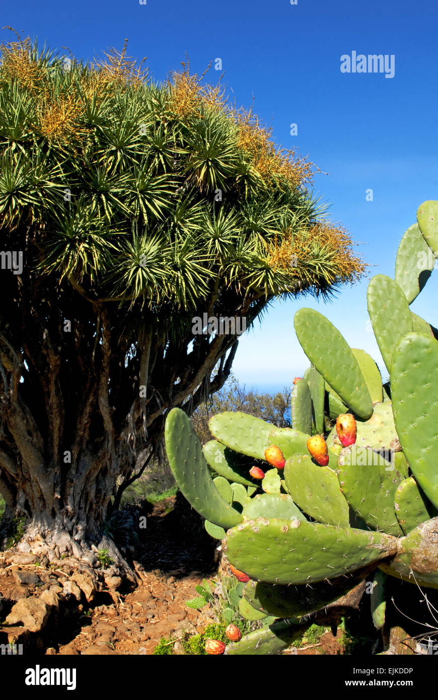Drachenbaum (Dracaena) und Kakteen, La Palma, Kanarische Inseln, Spanien, Europa Stockfoto