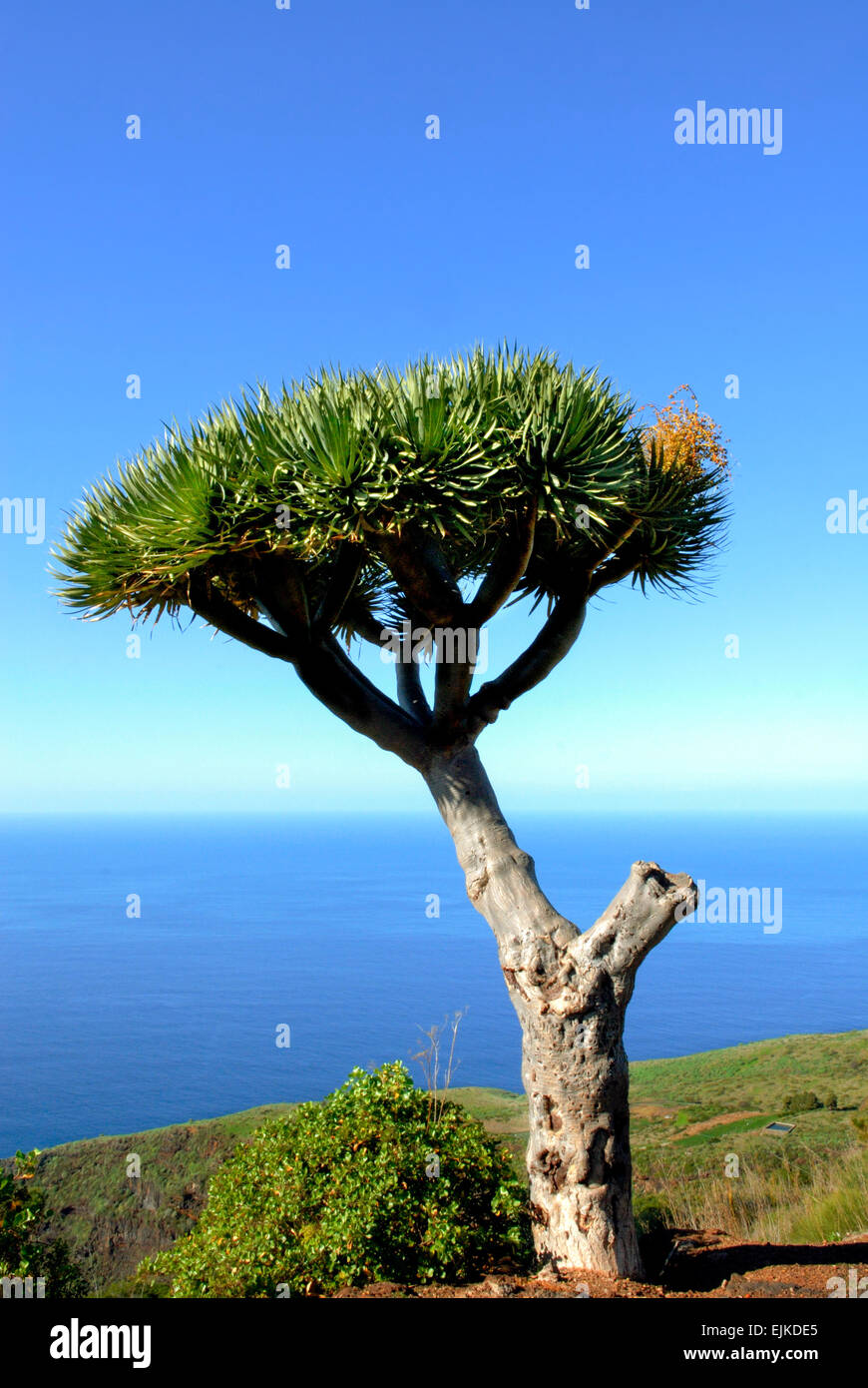 Drachenbaum (Dracaena), La Palma, Kanarische Inseln, Spanien, Europa Stockfoto