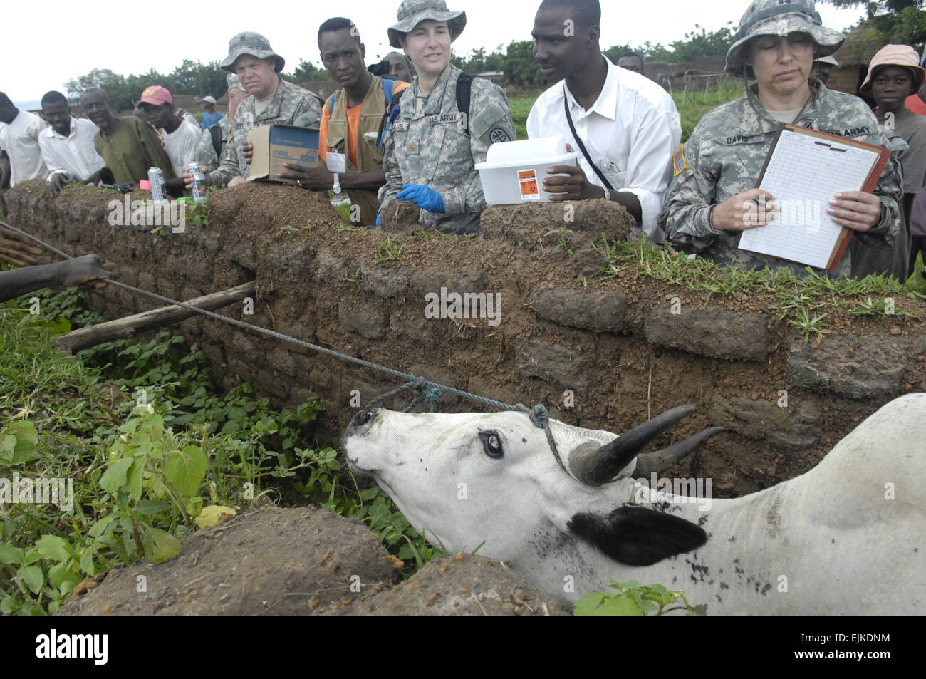 US Armee Sgt Capt Cheryl Davis, bereiten rechts, Generalmajor Dana McDaniel und Sgt. Christopher Wood, über 100 Stück Vieh mit Arzneimittel zur Behandlung von Ring-Schnecke und andere Parasiten gefunden in der Region während eines medizinischen bürgerschaftliches Engagement während des Trainings Steinschloss 2007 in Senkoro, Mali, 3. September 2007 zu injizieren. Die Übung, die Beziehungen des Friedens, der Sicherheit und der Zusammenarbeit zwischen den Nationen der Trans-Sahara fördern soll, ist Teil der Trans-Sahara-Anti-Terror-Partnerschaft.  Die TSCTP ist eine integrierte, Multiagentur Anstrengung der US State Department, US Agentur für internationale Entwicklung Stockfoto
