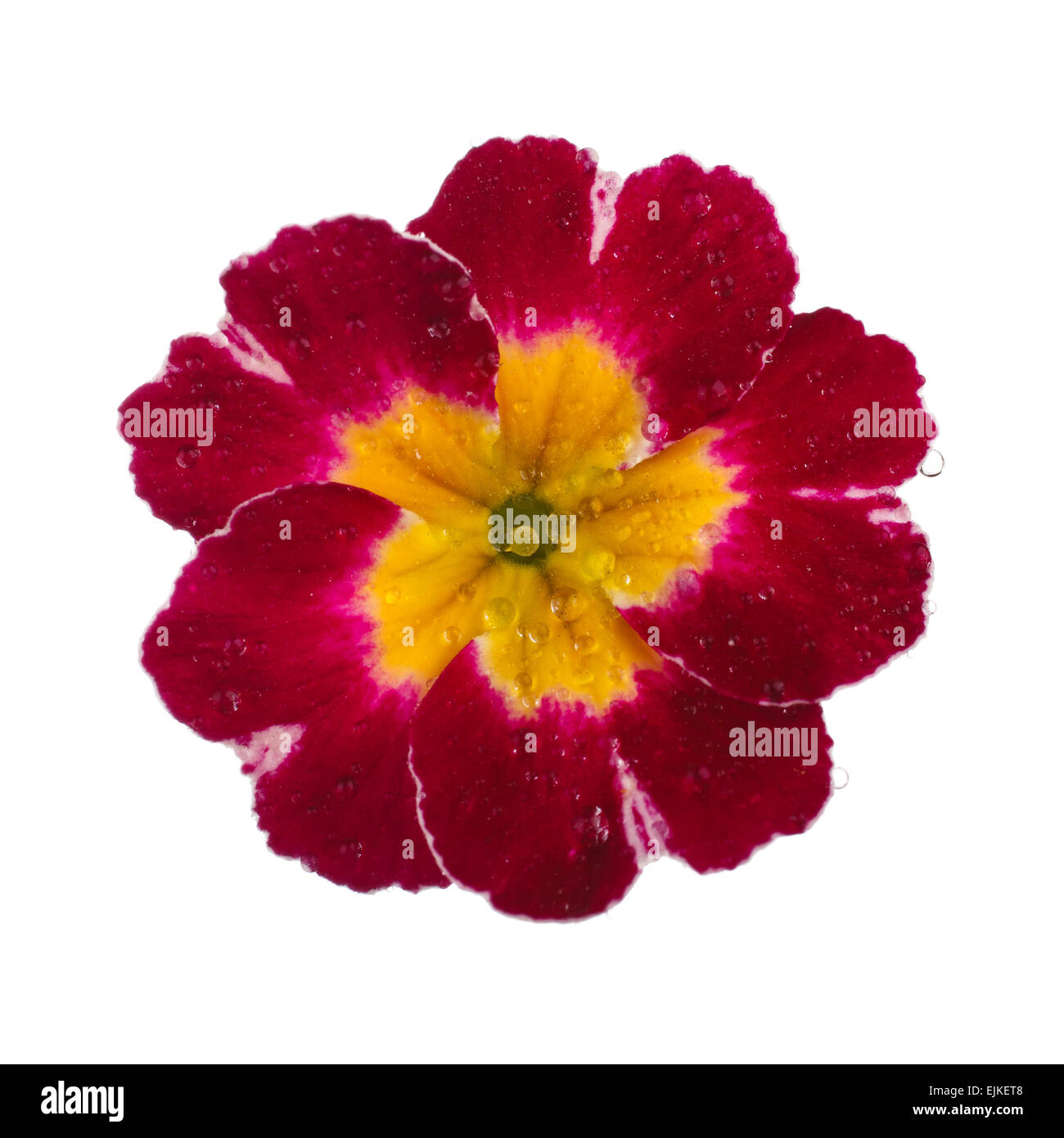 Rosa Primula mit Tau fällt Stockfoto