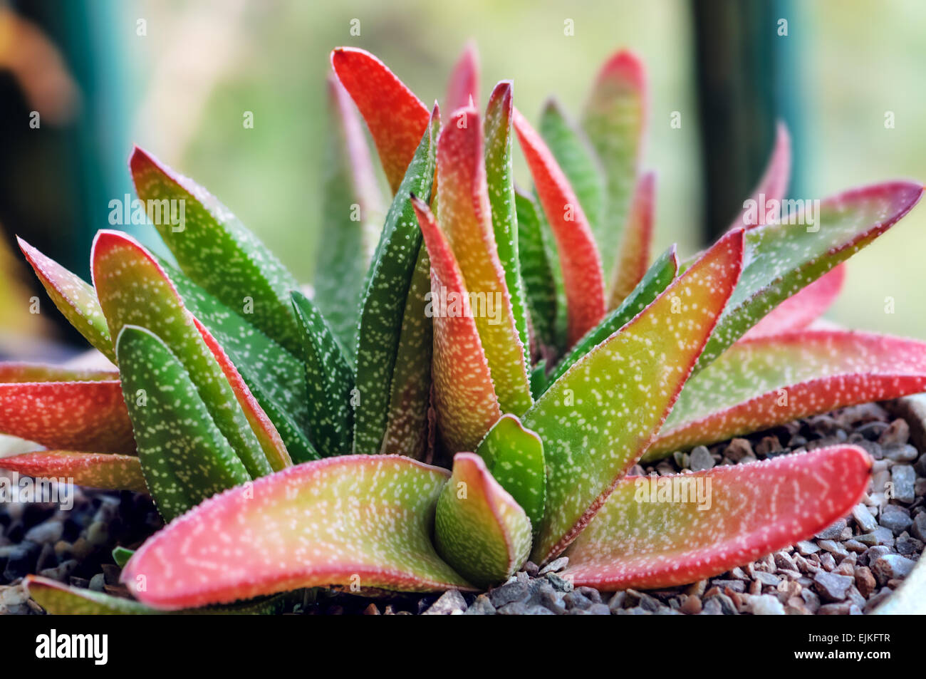 Verwenden Sie Aloe Vera Pflanze Tontopf im Innenbereich für dekorative und medizinische Stockfoto