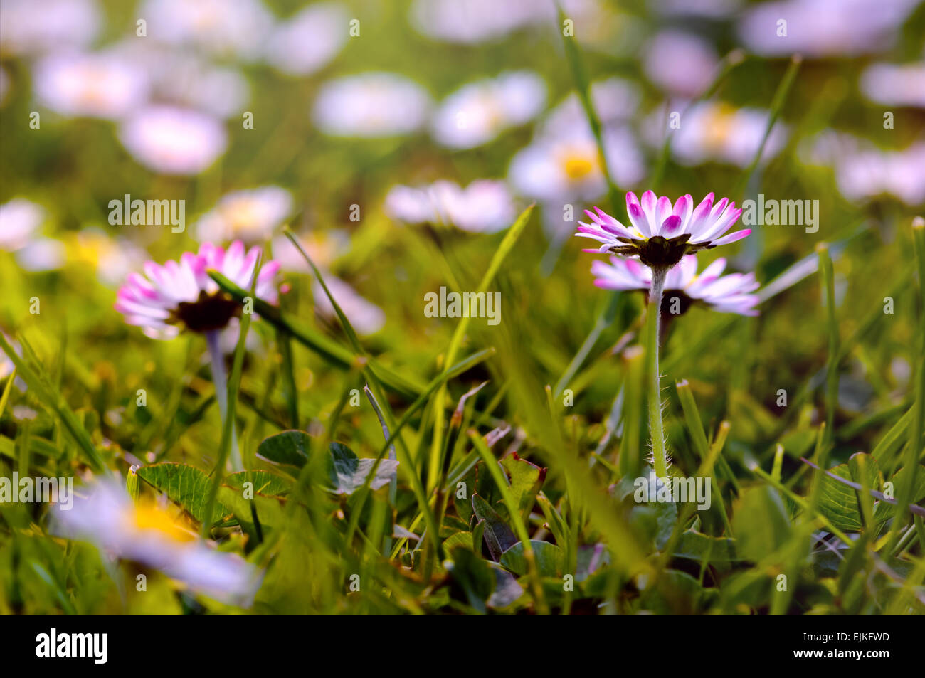 Gänseblümchen auf dem Feld - niedrige Nahaufnahme Punkt Stockfoto