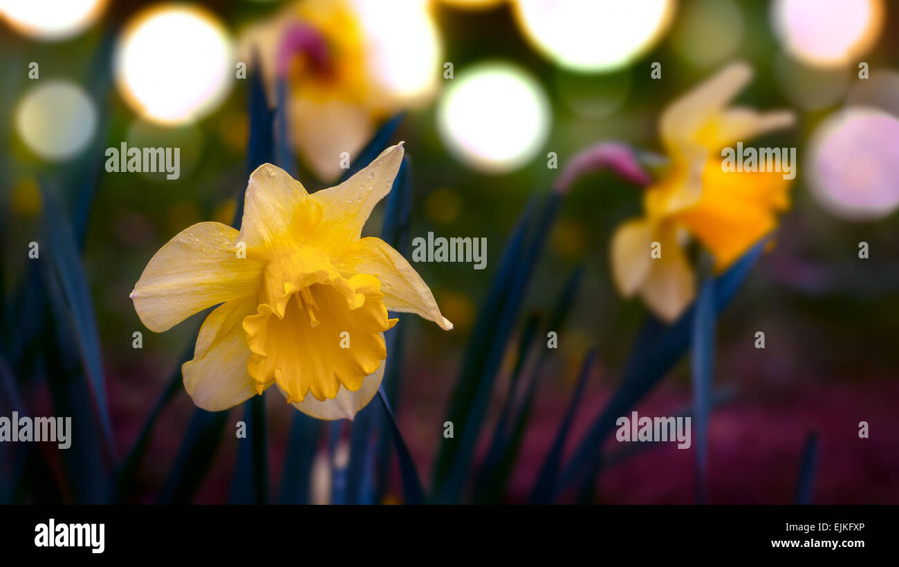 Narcissus-Narzissen im Frühjahr mit Bokeh Hintergrund Stockfoto