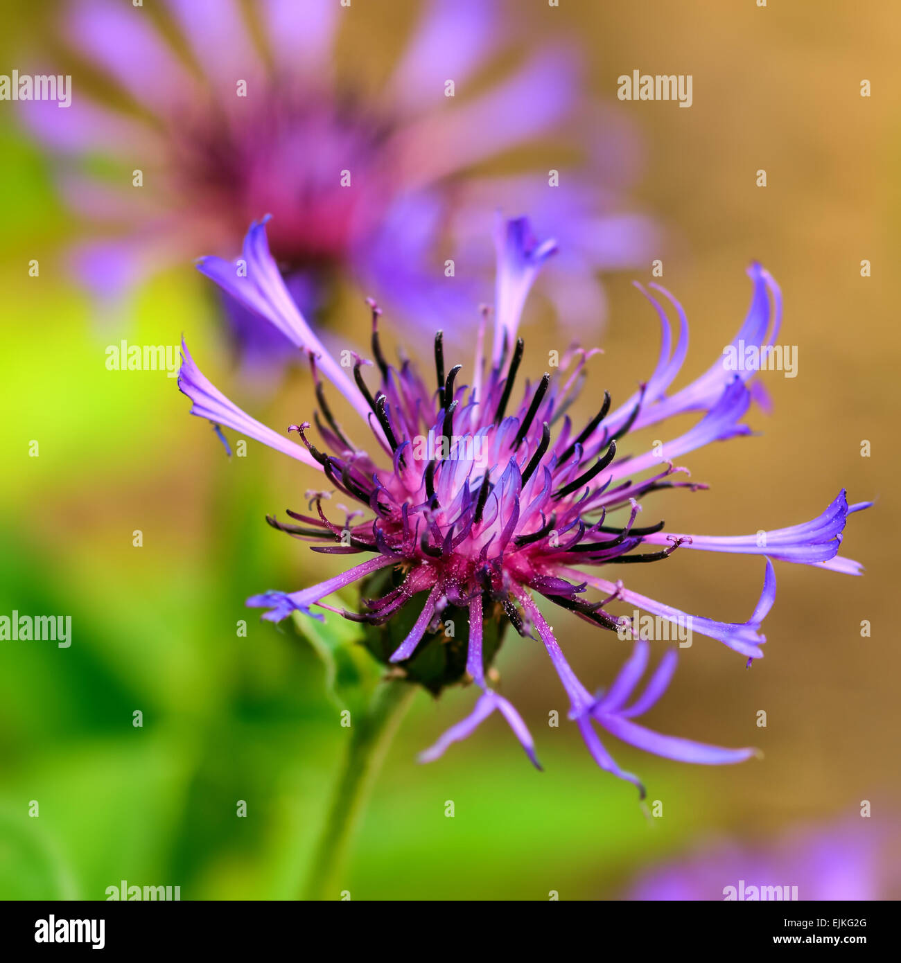 Blaue Kornblume Centaurea cyanus Stockfoto