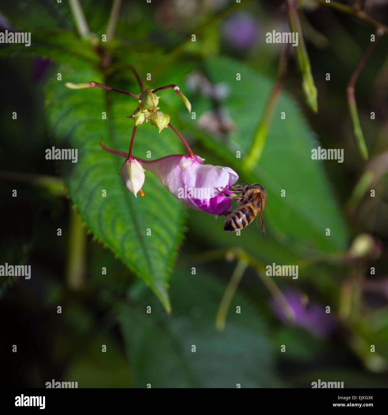 Honigbiene sammelt Nektar pollen Stockfoto