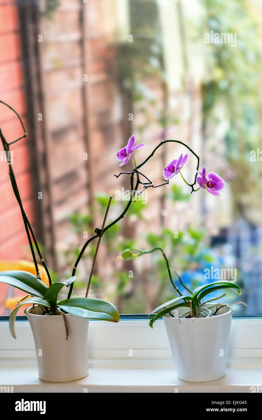 Tropische Orchideen Phalaenopsis gegen Fenster Ledge und Glas Wohnkultur Stockfoto