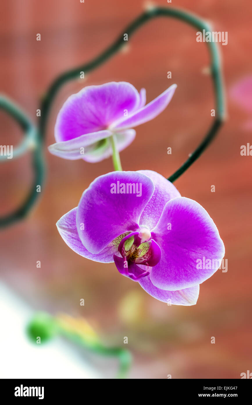 Tropische Orchideen Phalaenopsis gegen Fenster Glas Makro Nahaufnahme Stockfoto