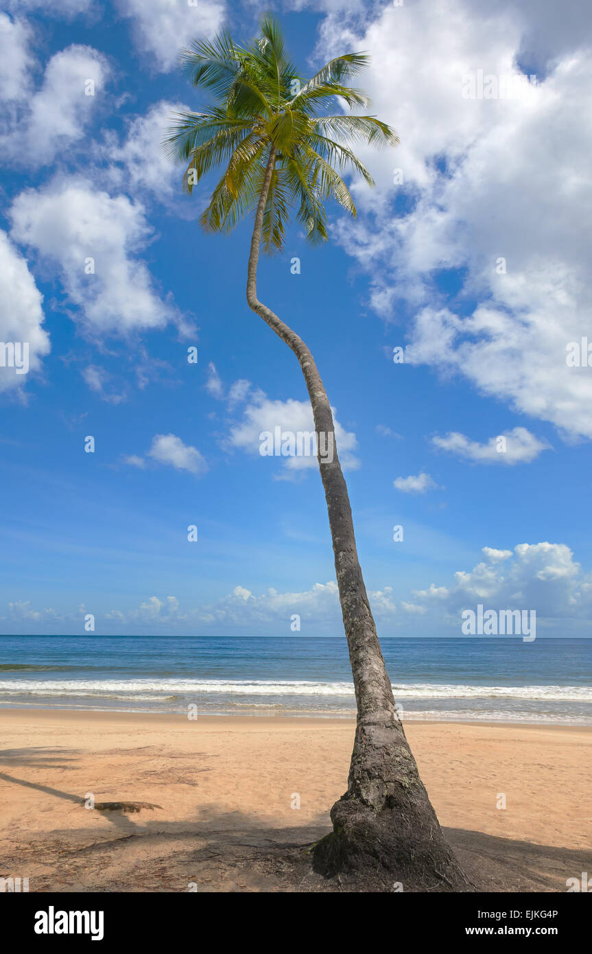 Tropischer Strand Palme Trinidad und Tobago Maracas Bay blauen Himmel und Meer Stockfoto