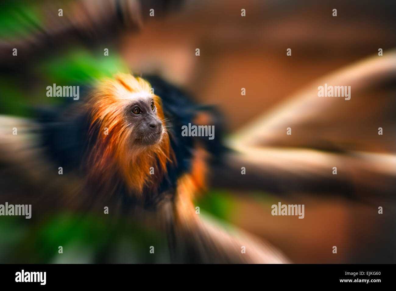 Tamarin goldenen Affen-Porträt-Zoom-Effekt Stockfoto