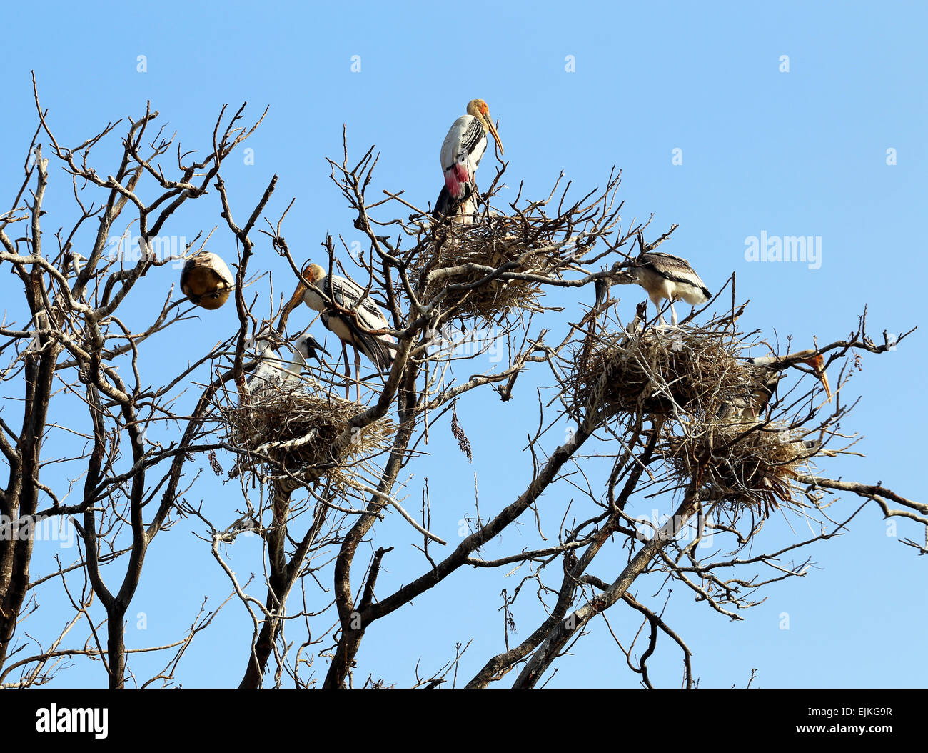 Marabu Vogel sitzt auf den Ästen eines Baumes gegen den Himmel Stockfoto