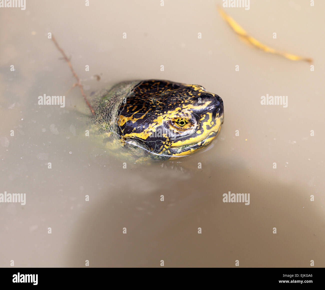 Schildkröte-Kopf aus dem Wasser, fotografierten Nahaufnahme spähen Stockfoto