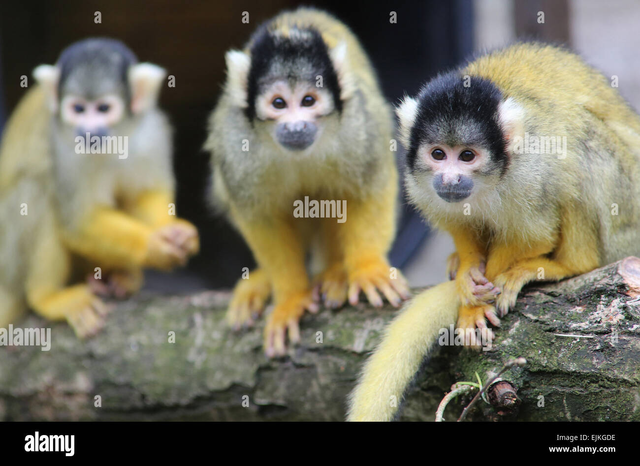 Totenkopfäffchen Kuscheltier und die Magie der Ausmalbilder: Kreativität für Groß und Klein