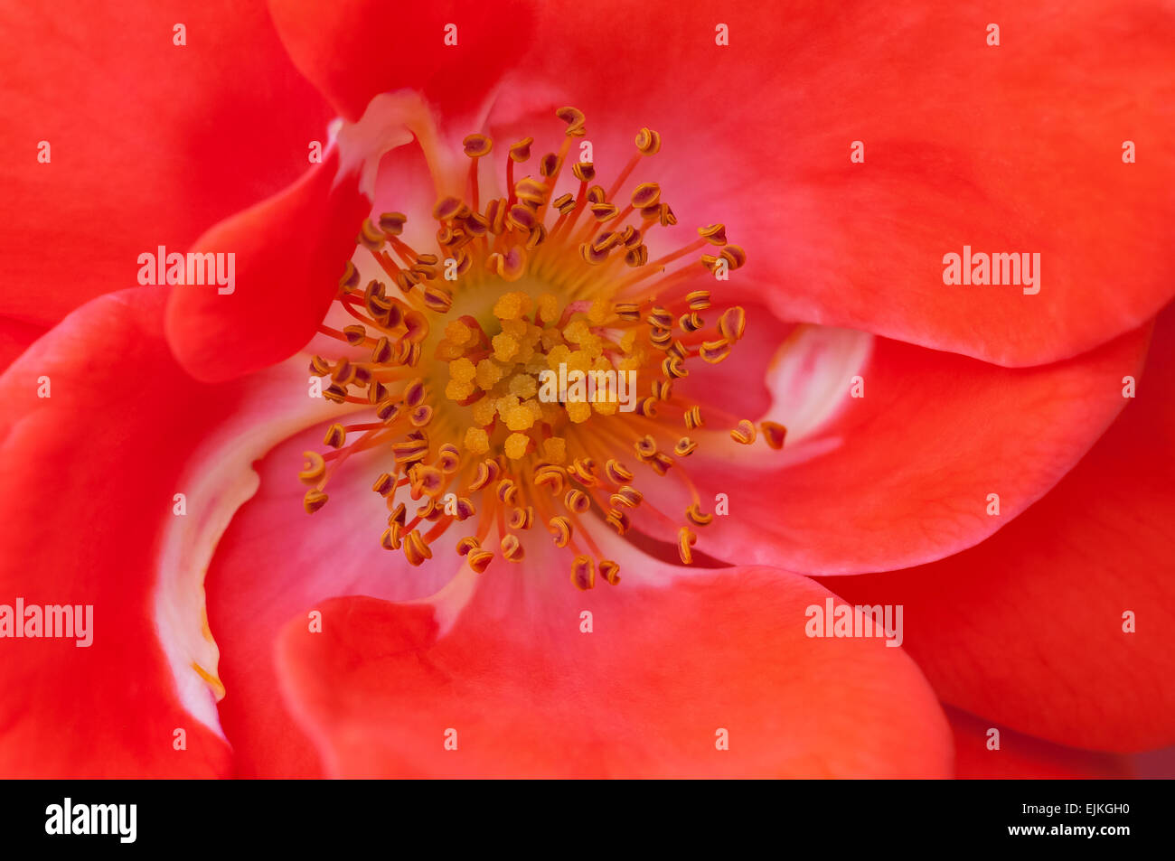 Rose Blume Makro Nahaufnahme Anthere Staubfäden rot orange Farbe Stockfoto