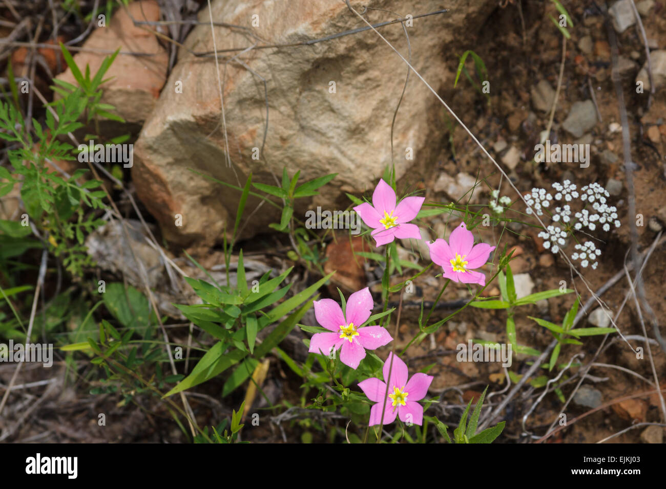 Wildblumen wachsen auf einer Küstenlinie im östlichen Oklahoma Stockfoto