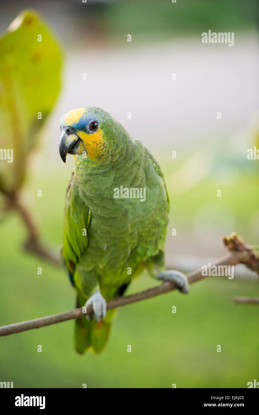 Orange-winged Amazon Parrot, Amazona Amazonica, Suriname Stockfoto