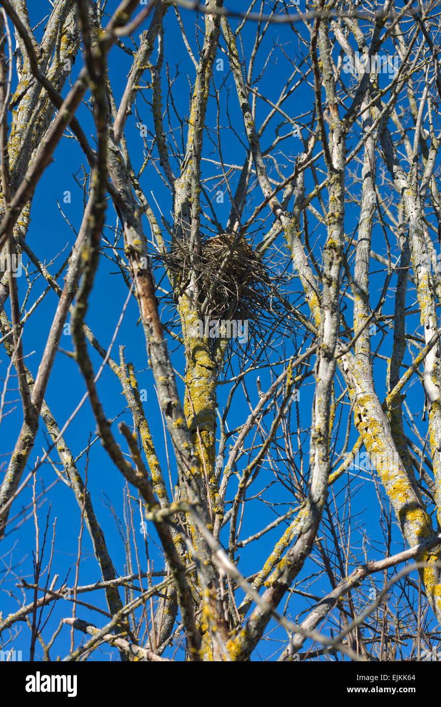 Elster nest auf einem toten Baum in Spanien über blauen Himmel Stockfoto