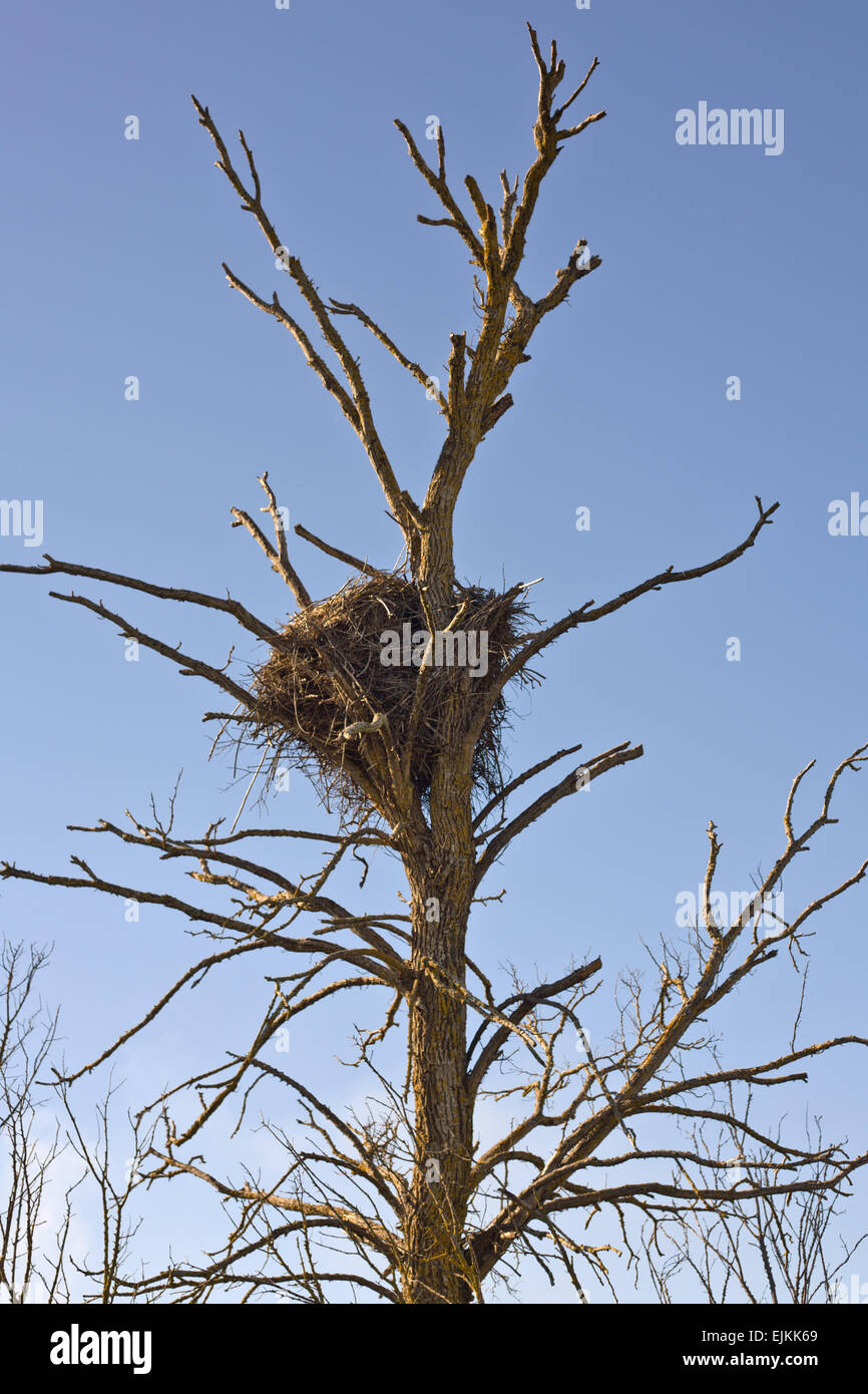 Storchennest auf einem toten Baum in Spanien über blauen Himmel Stockfoto