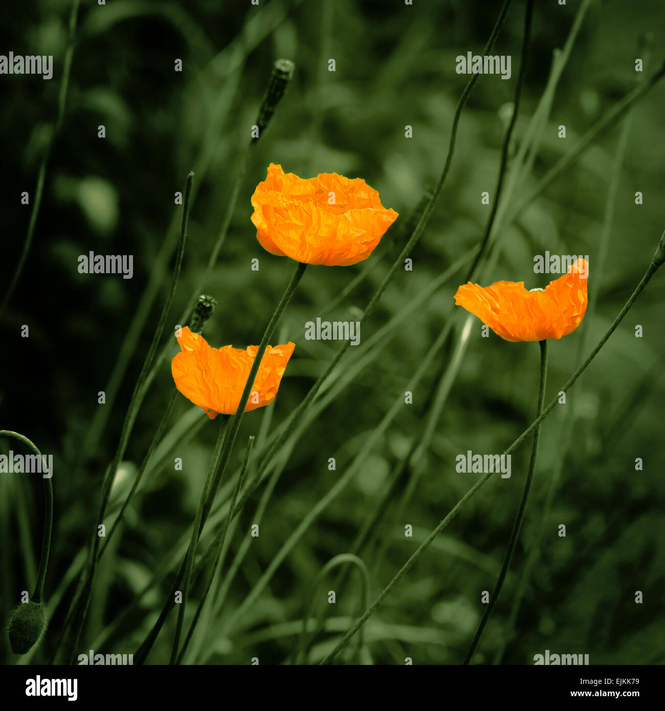 Eschscholzia orange Mohn Blumen Vintage-Look Stockfoto
