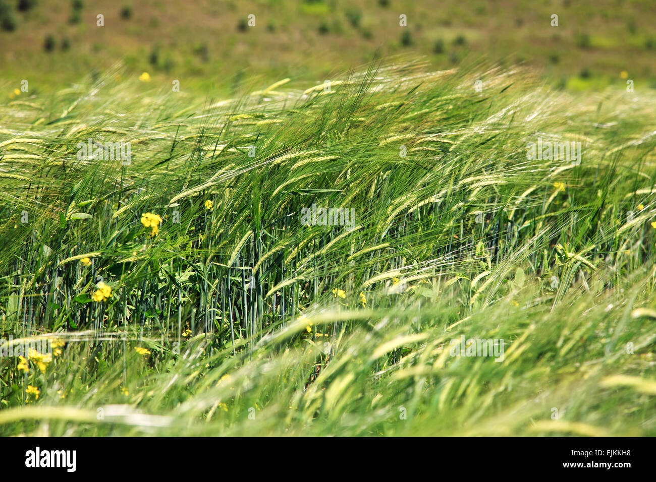grüne Ähren Stockfoto