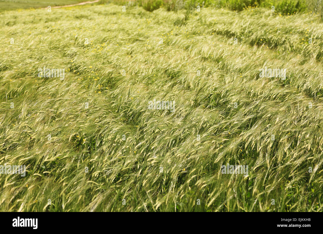 grüne Ähren Stockfoto